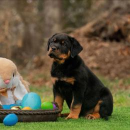 Blue Male - Black and mahogany male Rottweiler puppy in Humble, Texas from Inexorable Haus Early Rotts
