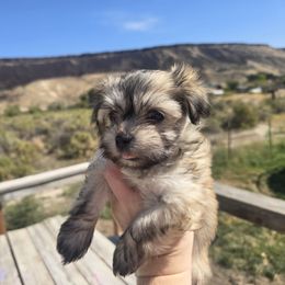 Boy 3 - Red sable male Havanese puppy in Melba, Idaho from Lawson Havanese