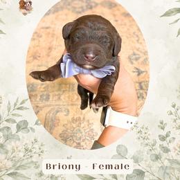 Briony - Chocolate female Goldendoodle puppy in Atlanta, Georgia from Teddy Puppies