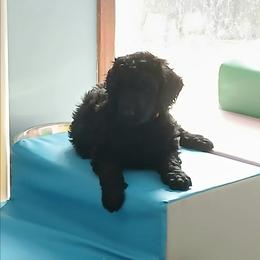 Orange - Black female Poodle puppy in Big Rapids, Michigan from Meeker's Ridge Standard Poodles