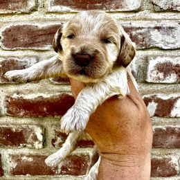 Goldendoodle Puppies from Lipscomb Doodles