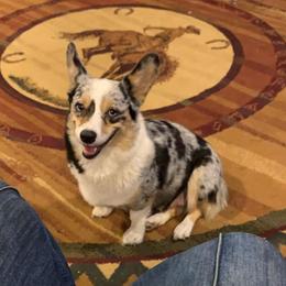 Kate - American Corgi