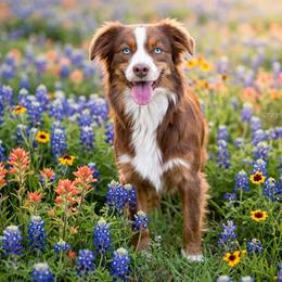 Angel - Miniature Australian Shepherd