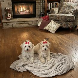 Morkie puppies from Exquisite Babydoll Morkies and Yorkies