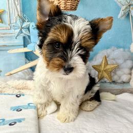 Oreo 3400 - Black tan and white male Biewer Terrier puppy in Douglas, Georgia from South Georgia Yorkies and Biewers