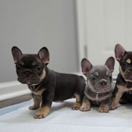French Bulldogs from Kristen's French Bulldogs