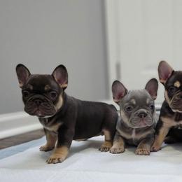 French Bulldogs from Kristen's French Bulldogs