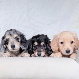 Mandy - Black and cream female Dachshund puppy in Richmond, Virginia from Irresistible Dachshunds & Cavaliers