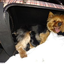 Yorkshire Terriers from Jodi's Yorkies