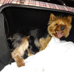 Yorkshire Terriers from Jodi's Yorkies