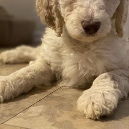 Poodle Puppies from Desert Horizon poodles