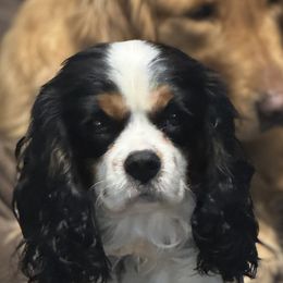 Cavalier King Charles Spaniels and Golden Retrievers from Stonewick Retrievers
