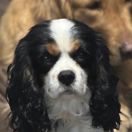 Cavalier King Charles Spaniels and Golden Retrievers from Stonewick Retrievers