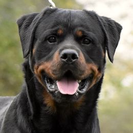 Rottweilers from Mid Penn Rottweilers