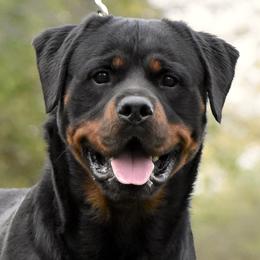 Rottweilers from Mid Penn Rottweilers