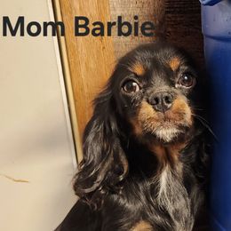 Barbie - Cavalier King Charles Spaniel