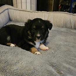 Miniature Australian Shepherd Puppies from Carter's Cuties
