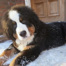 Bernese Mountain Dogs and Golden Retrievers from Bunn Ranch Goldens & Bernese