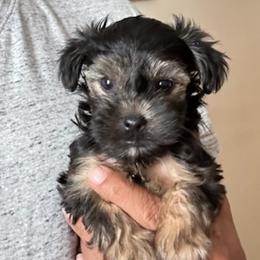 Yorkshire Terriers from Manny Lancara's Yorkshire Terriers