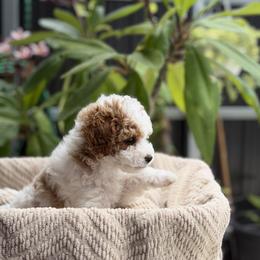 Bella - Blenheim female Cavapoo puppy in Davie, Florida from Loyal Paws 4 Life