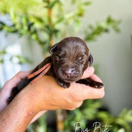 Bigs - Chocolate male Labrador Retriever puppy in Amery, Wisconsin from Cornerstone Retrievers