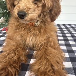 Hope - Poodle