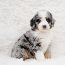 Beau - Blue merle male Bernedoodle puppy in Spokane, Washington from Lilac City Doodles