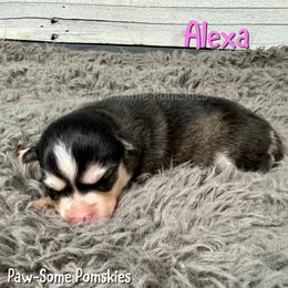 Alexa - Black and white female Pomsky puppy in Krum, Texas from Paw-Some Pomskies