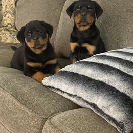 Rottweiler Puppies from Milton's Rottweilers