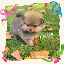 Cowboy - Orange sable male Pomeranian puppy in Eatonville, Washington from Foxy Forest Poms