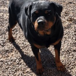 Waya - Rottweiler