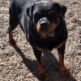 Waya - Rottweiler
