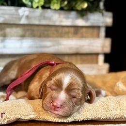Cinder- Female - Ruby female Cavalier King Charles Spaniel puppy in El Campo, Texas from Longhorn Cavaliers