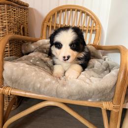 Purple Collar - Black tri-color female Australian Shepherd puppy in Grand Saline, Texas from Murphy Ranch Australian Shepherds