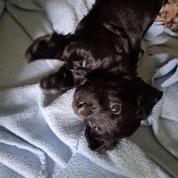 Boy 4 - male Dachshund puppy in Galax, Virginia from Va mini dachshunds