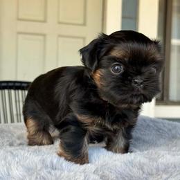 Boy 1 - Black and tan male Shih Tzu puppy in Calimesa, California from Little Mountain’s Shih Tzus