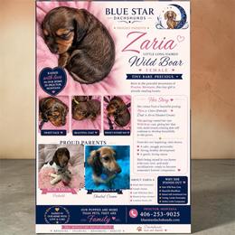 Meet sweet zaria - Chocolate and tan female Dachshund puppy in Proctor, Montana from Blue Star Dachshunds