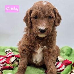 Minky - Red  female Goldendoodle puppy in Neillsville, Wisconsin from Granton Creek
