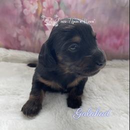 Galahad of Camelot (AKC Registered Name) - Black and tan male Dachshund puppy in Scappoose, Oregon from Once Upon a Ween