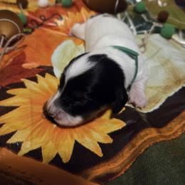 Dachshund Puppies from Windie's Dachshunds