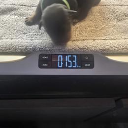 Green Boy - Black and mahogany male Rottweiler puppy in Lebanon, Oregon from SOUTH SANTIAM ROTTWEILERS