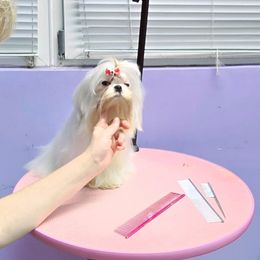 Bichon Frise, German Shepherd, and Maltese Puppies from Top Shepherd -Bichon Frisé-Maltise