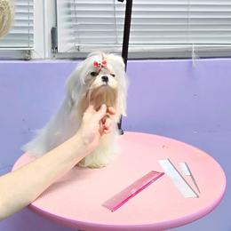 Bichon Frise, German Shepherd, and Maltese Puppies from Top Shepherd -Bichon Frisé-Maltise