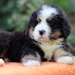 Bernese Mountain Dogs from Bernese Mountain Railway