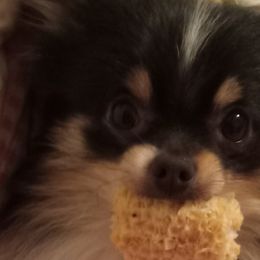 Pomeranians from Cynthia Marquez