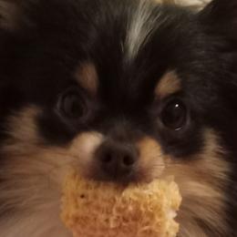 Pomeranians from Cynthia Marquez