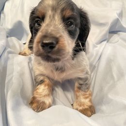 Daphne - Piebald female Dachshund puppy in Norman, Oklahoma from Country Chapel Dachshunds