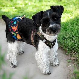 Duke - Miniature Schnauzer