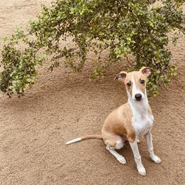 Blue (Boy 1) - Red male Italian Greyhound puppy in Arkadelphia, Arkansas from Concordia