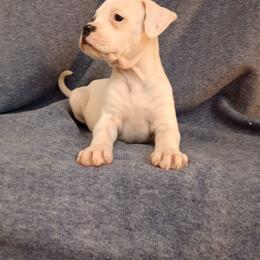 Puppy 6 Orange - White and brindle female American Bulldog puppy in Christiansburg, Virginia from Iron Will American Bulldogs